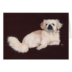 Perro Pekín blanco