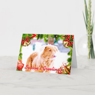 Perro perdiguero del Toller en la tarjeta de