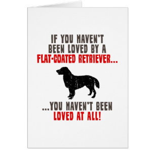 Perro perdiguero Plano-Revestido