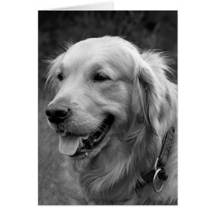 Perro picante dorado en blanco