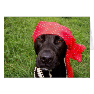 Perro pirata, laboratorio negro, pasto verde de pa