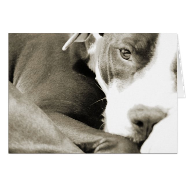 perro pit bull adorable dormilón y perezoso (Anverso (Horizontal))