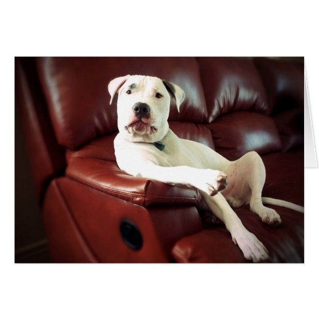 perro pit bull blanco divertido en el sofá (Anverso (Horizontal))