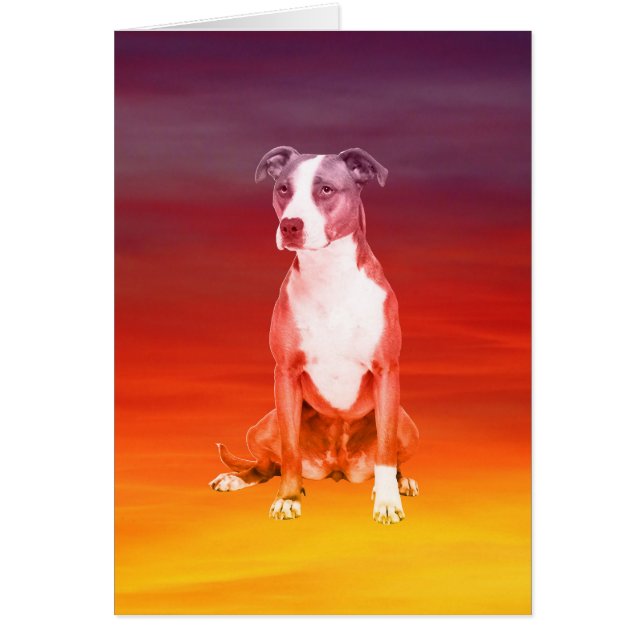 Perro Pitbull Sentado En La Playa (Frente)