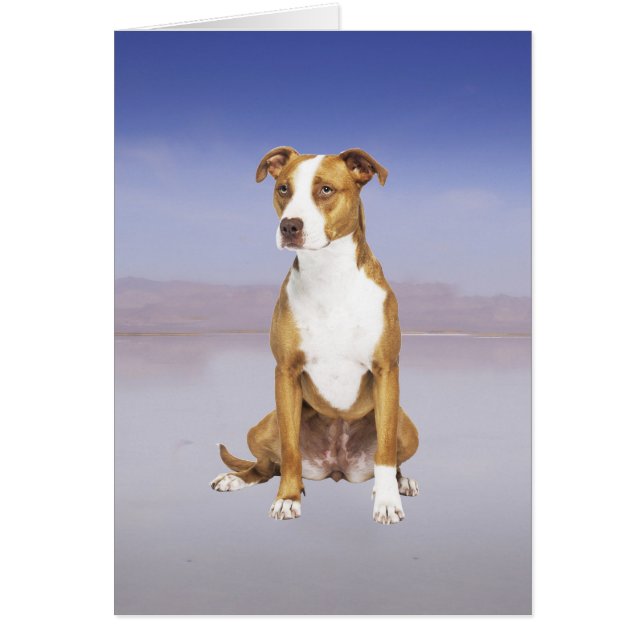 Perro Pitbull Sentado En La Playa (Frente)