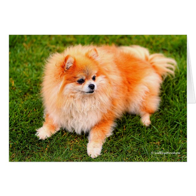 Perro Pomeraniano Adorable (Anverso (Horizontal))