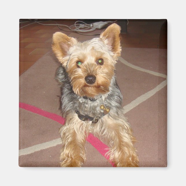 perro "pop art" con imán (Frente)