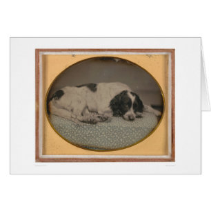 Perro poseído por Sheldon Nichols (39986)