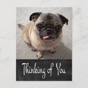 Perro Pug Cachorro Pizarra Tarjeta Postal Pensando