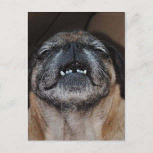 Perro Pug Con Postales Abiertas A La Boca