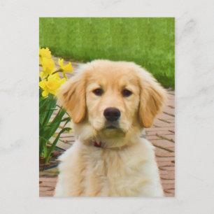 Perro recuperador de oro, tarjeta postal de los fo