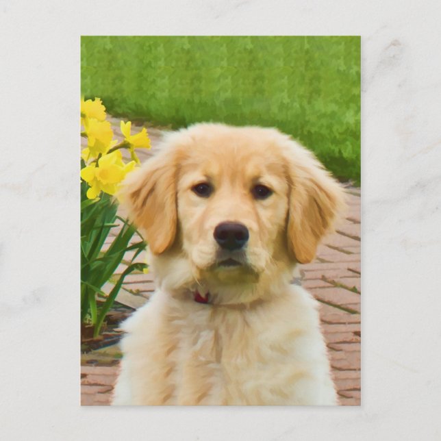 Perro recuperador de oro, tarjeta postal de los fo (Anverso)