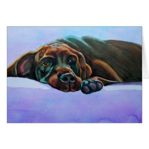 Perro Relajado del Laboratorio de Chocolate