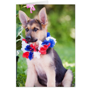 Perro "Rilie " del rescate