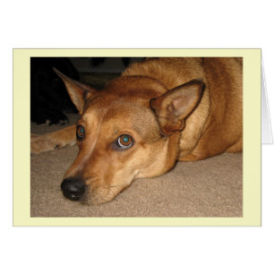 Perro rojo del ganado de Heeler - amante del perro