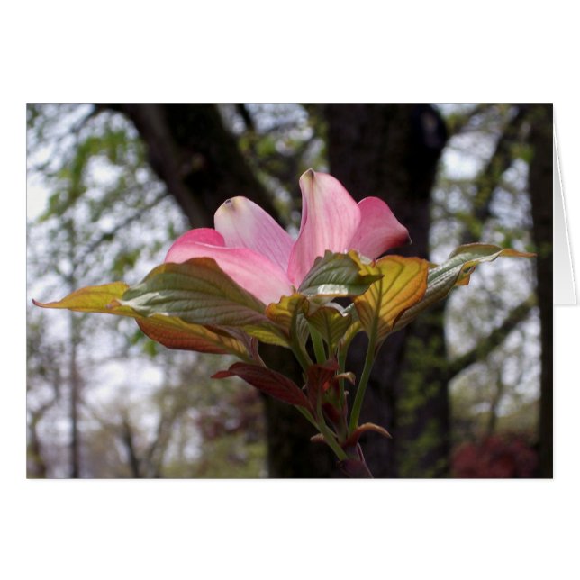 Perro rosa (Anverso (Horizontal))