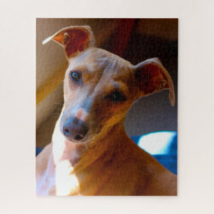 Perro Sabueso Italiano. Rompecabezas