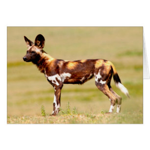 Perro Salvaje Africano (Lycaon Pictus) de Pie