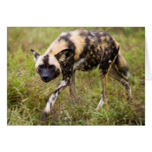 Perro salvaje africano (Lycaon Pictus), juego de M
