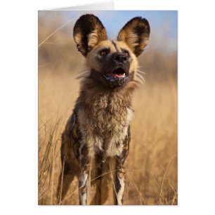 Perro Salvaje Pintado Africano