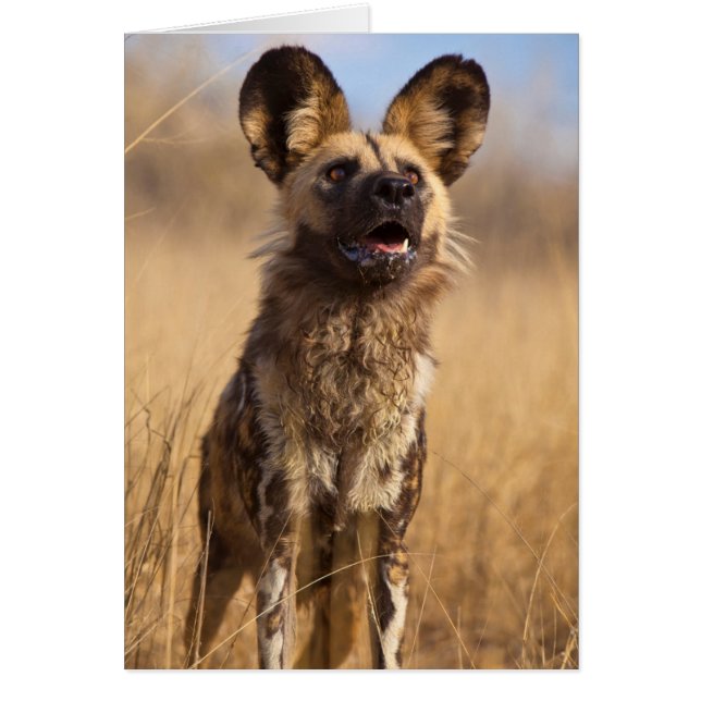 Perro Salvaje Pintado Africano (Frente)