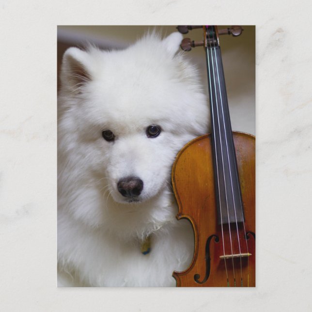 Perro samoyano con postal de violín (Anverso)