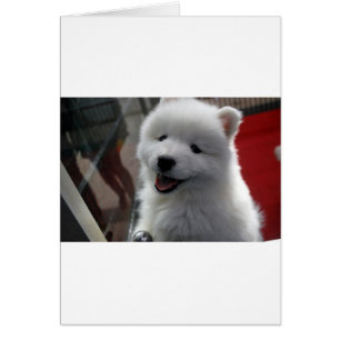 Perro Samoyed