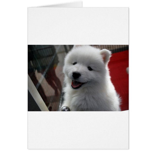 Perro Samoyed (Frente)