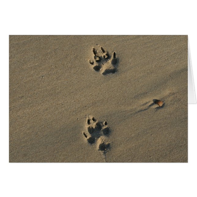 Perro solitario (Anverso (Horizontal))