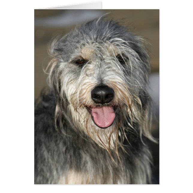 Perro sonriente feliz (Frente)