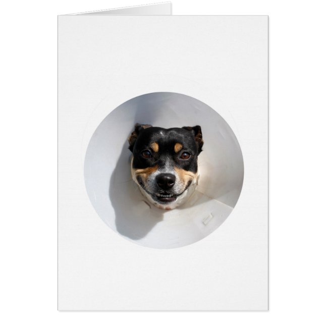 Perro sonriente gracioso (Frente)