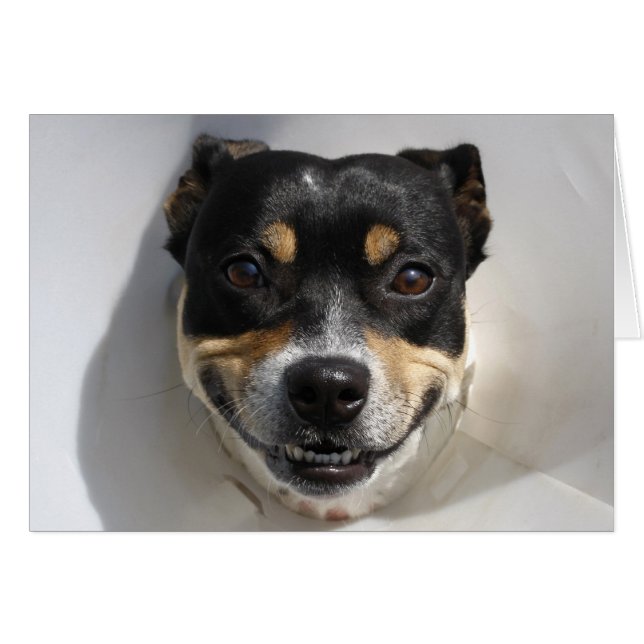 Perro sonriente gracioso (Anverso (Horizontal))