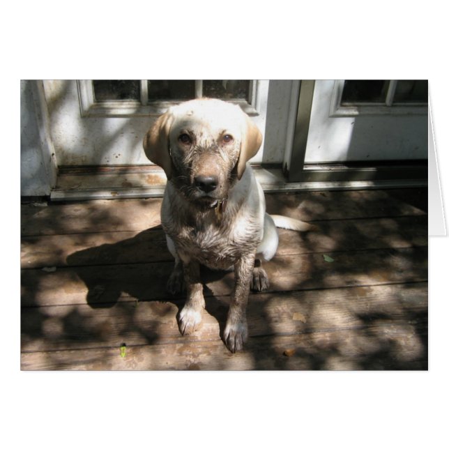 Perro sucio (Anverso (Horizontal))