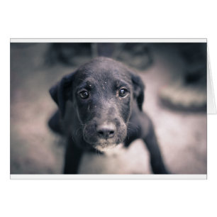 Perro súper cómico