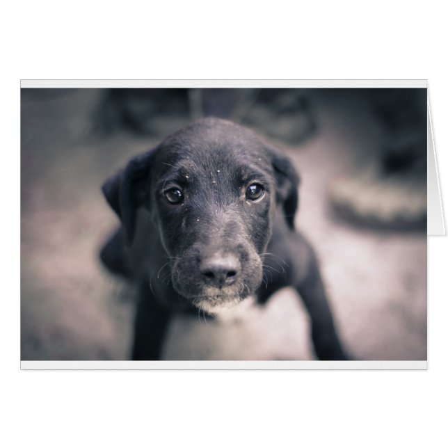 Perro súper cómico (Anverso (Horizontal))