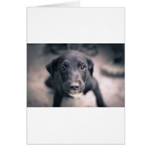 Perro súper cómico