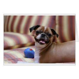 Perro supercutto con su bola favorita