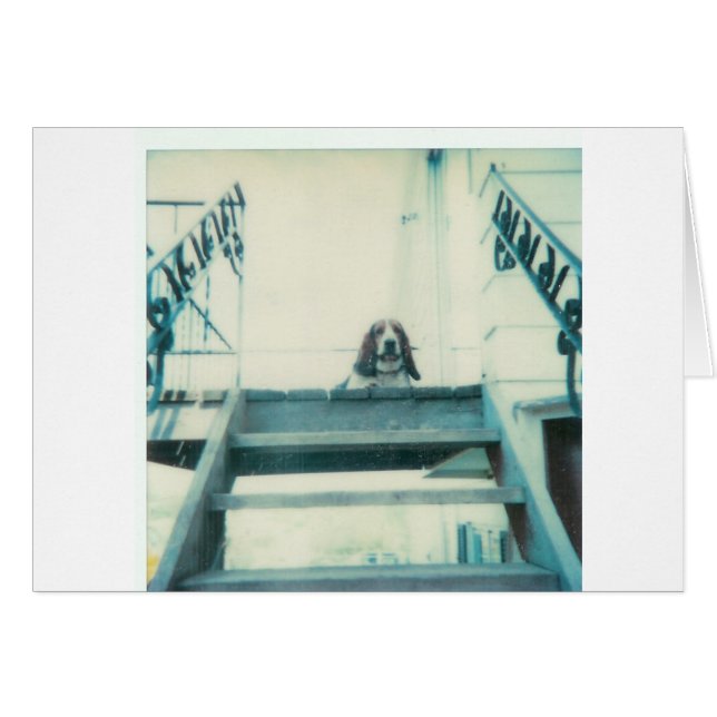 Perro superior (Anverso (Horizontal))