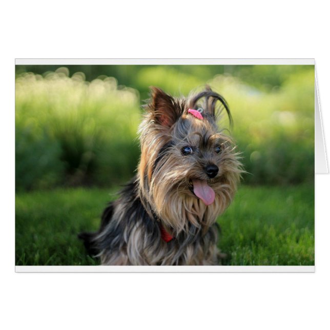 Perro Terrier Cute Little Yorkshire (Anverso (Horizontal))