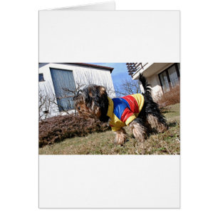 Perro Terrier de Yorkshire