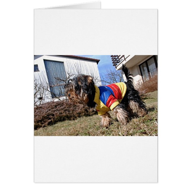 Perro Terrier de Yorkshire (Frente)