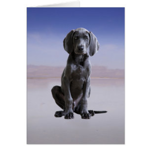 Perro Weimaraner Sentado En La Playa