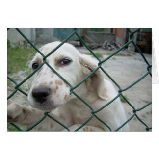 Perro y cerca