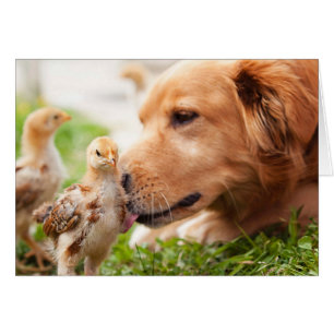 Perro y polluelo