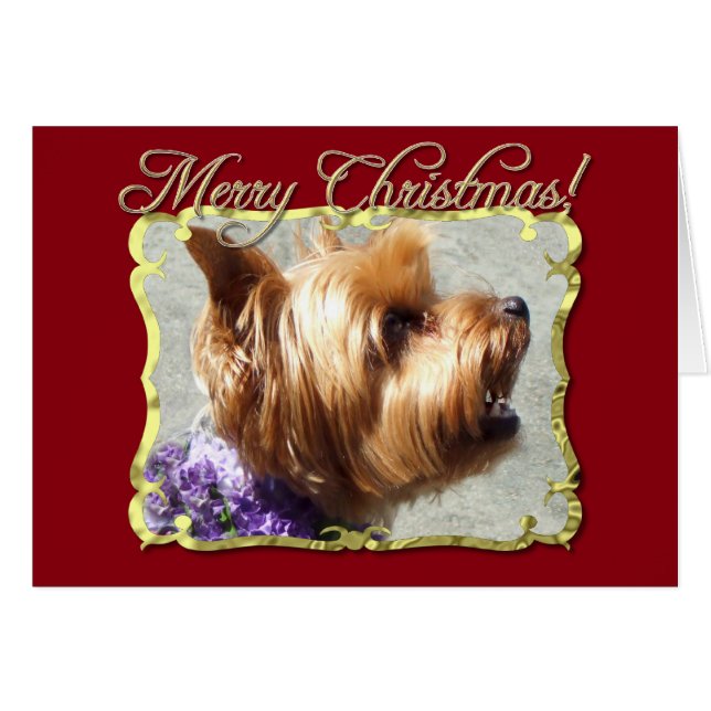 Perro Yorkshire Terrier (Anverso (Horizontal))