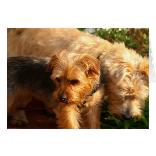 Perros (Anverso (Horizontal))