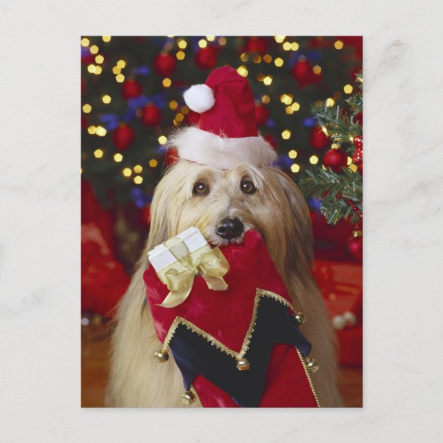 Perros - 2 saludos del navidad (Anverso)