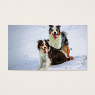 Perros australianos de los pares del pastor