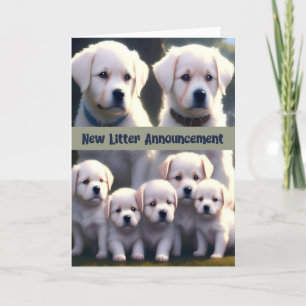 Perros blancos de nueva Invitación de camada