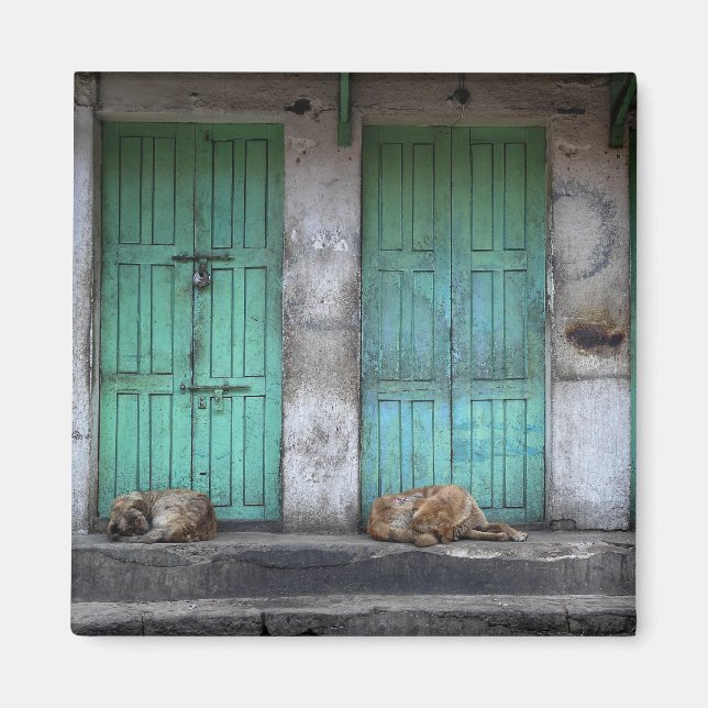 Perros callejeros frente al imán de puertas verdes (Frente)